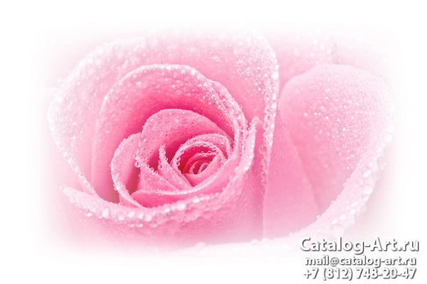 Pink roses 19